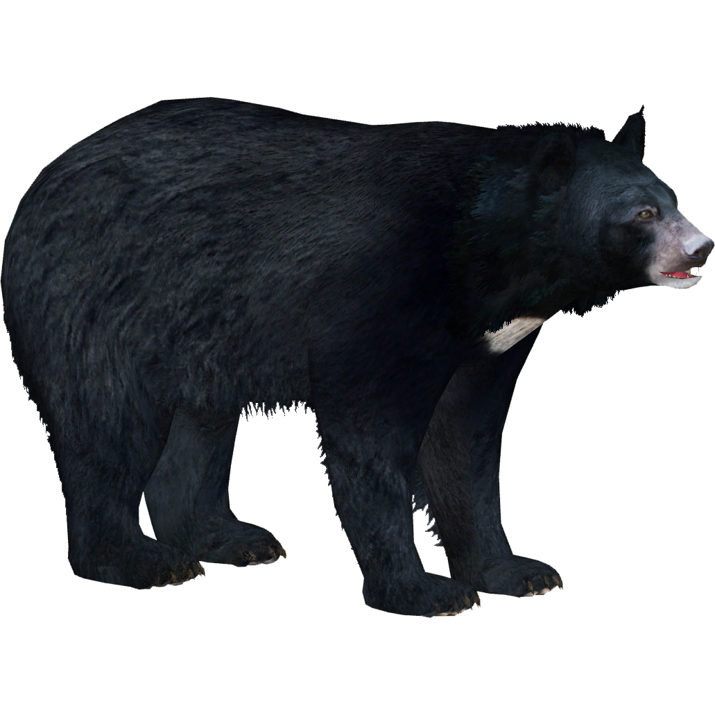 Download PNG image - Asian Black Bear PNG Isolated HD 