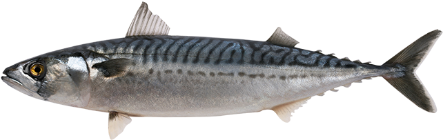 Download PNG image - Atlantic Mackerel PNG Clipart 