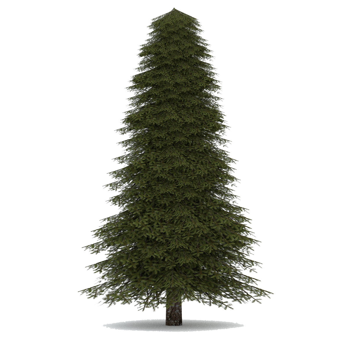 Download PNG image - Christmas Fir Tree PNG Background Image 