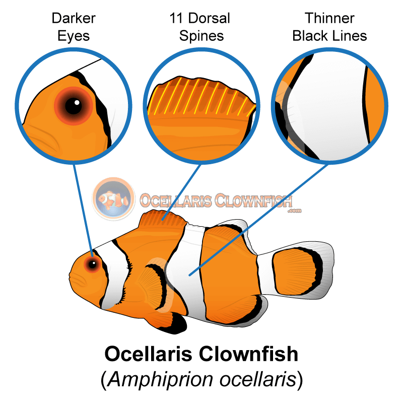 Download PNG image - Clown Fish Transparent PNG 