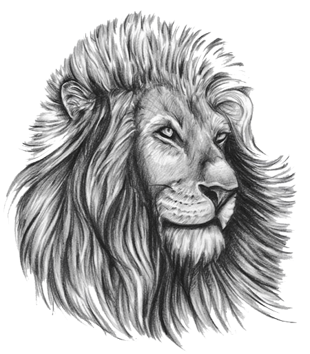 Download PNG image - Drawing Of Lion PNG Photos 