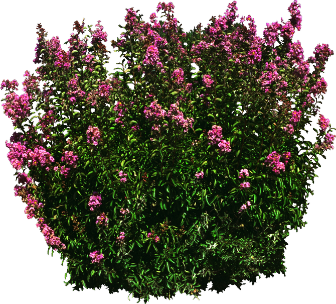 Download PNG image - Flower Bush PNG Photo 