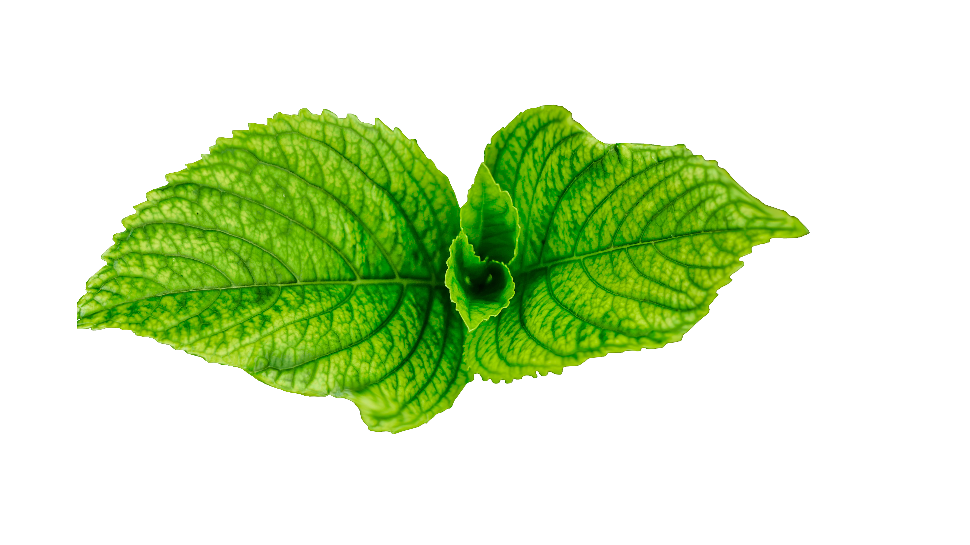 Download PNG image - Fresh Green Leaves PNG Transparent Image 