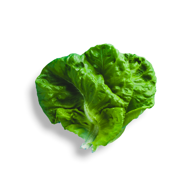 Download PNG image - Green Butterhead Lettuce PNG Photos 