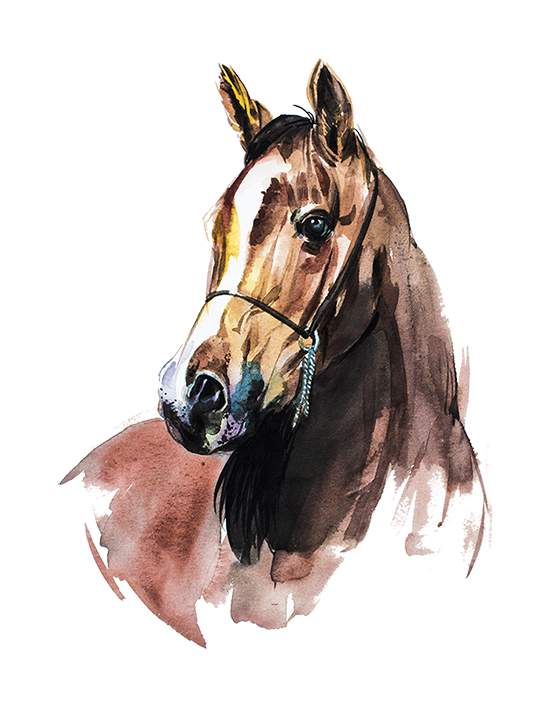 Download PNG image - Horse Vector PNG Photo 