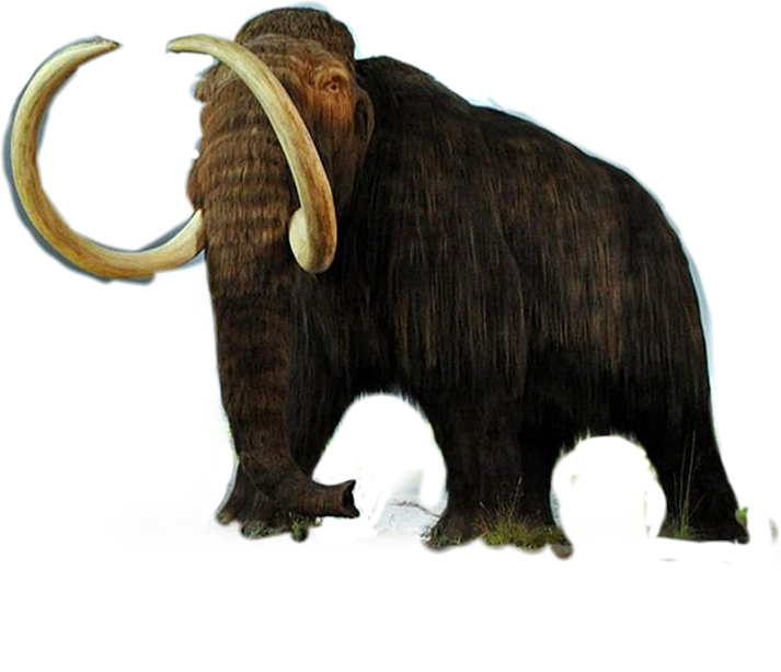 Download PNG image - Mammoth Transparent PNG 