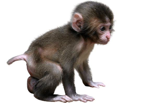 Download PNG image - Monkey PNG Isolated HD 