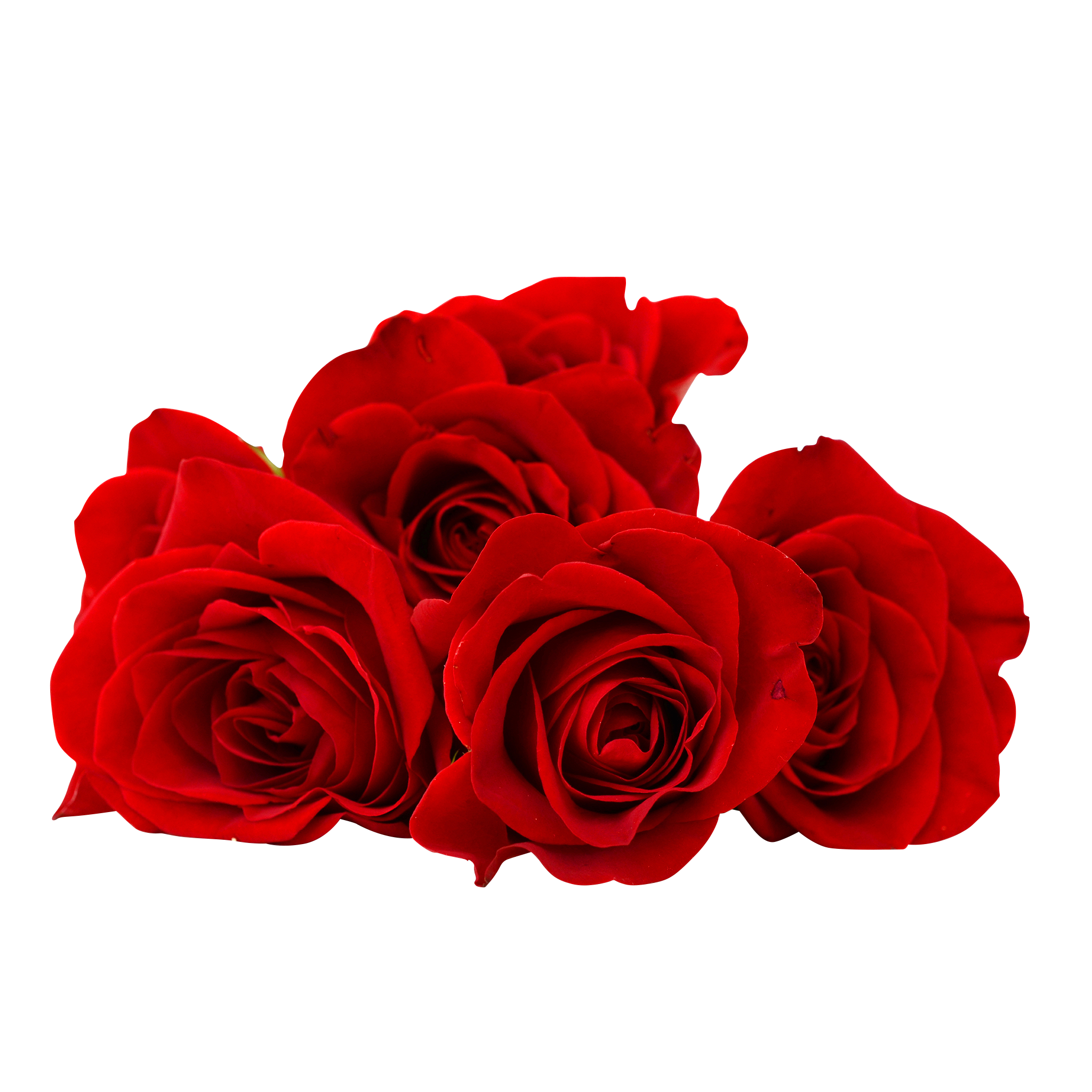 Download PNG image - Red Rose Flower Transparent PNG 
