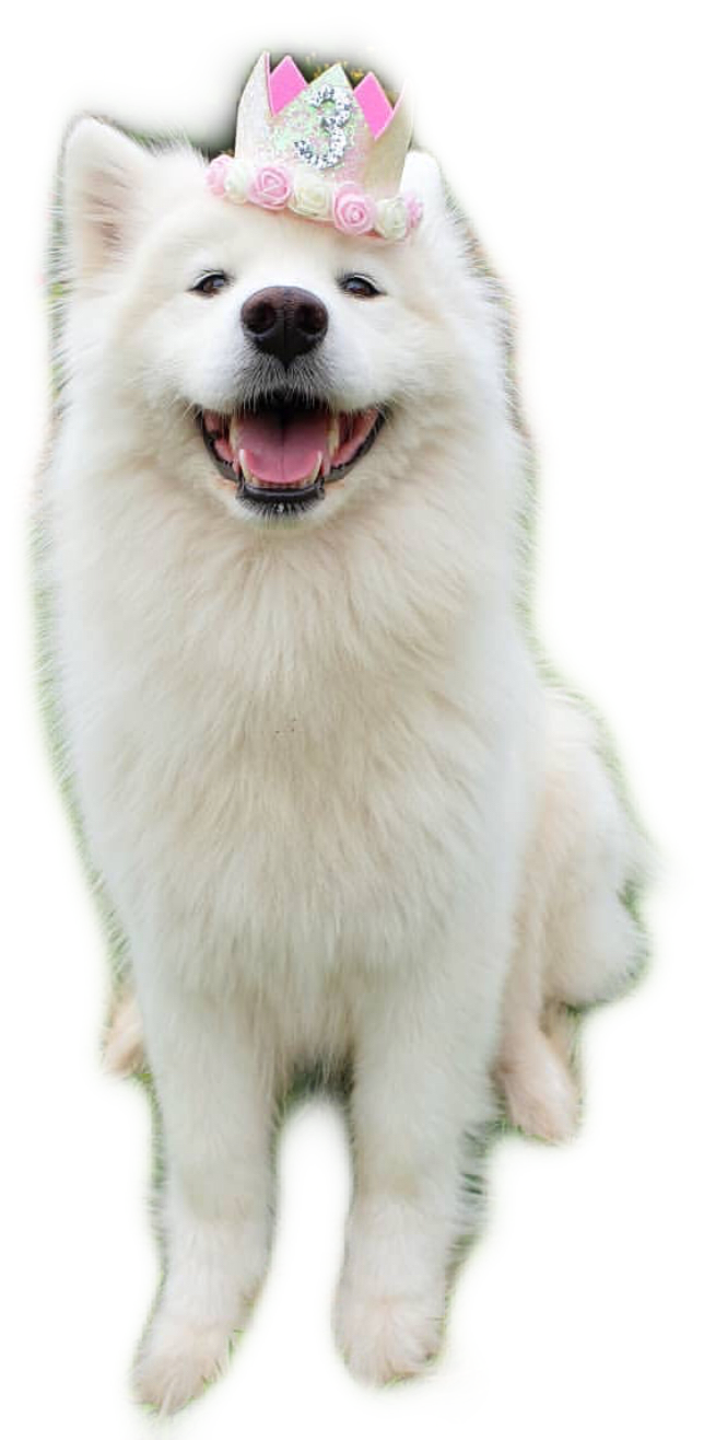 Download PNG image - Samoyed Dog PNG Pic 