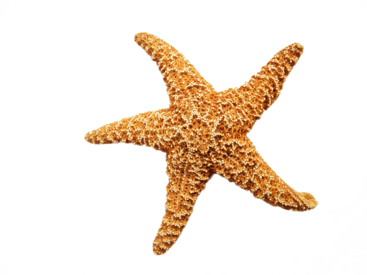 Download PNG image - Starfish PNG Isolated Free Download 