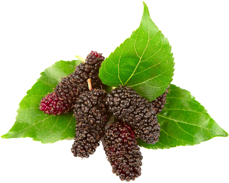 Download PNG image - White Mulberry PNG 