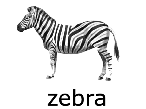 Download PNG image - Zebra PNG Transparent 