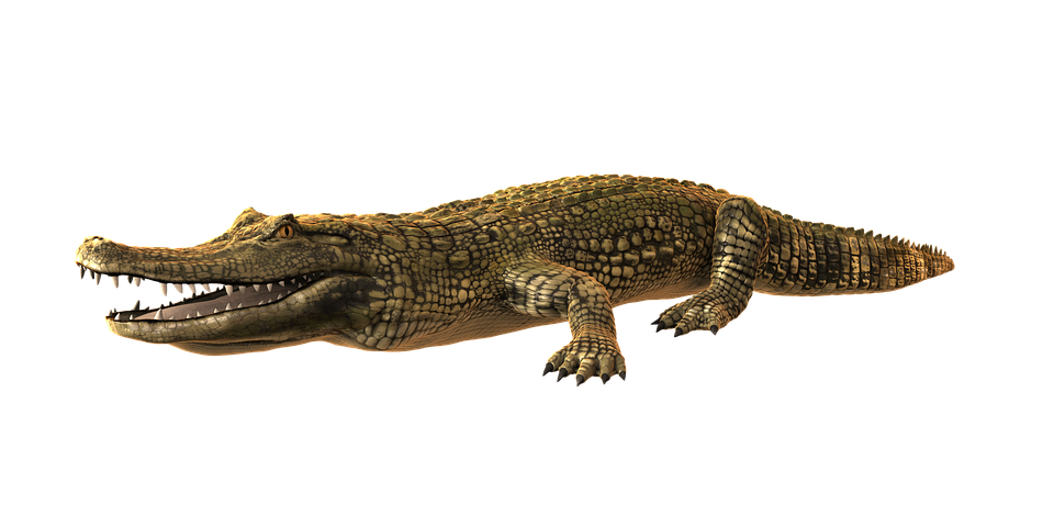 Download PNG image - Alligator PNG Photo 
