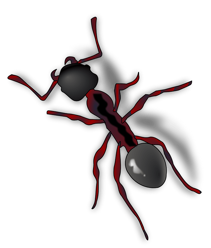 Download PNG image - Ants PNG HD Isolated 