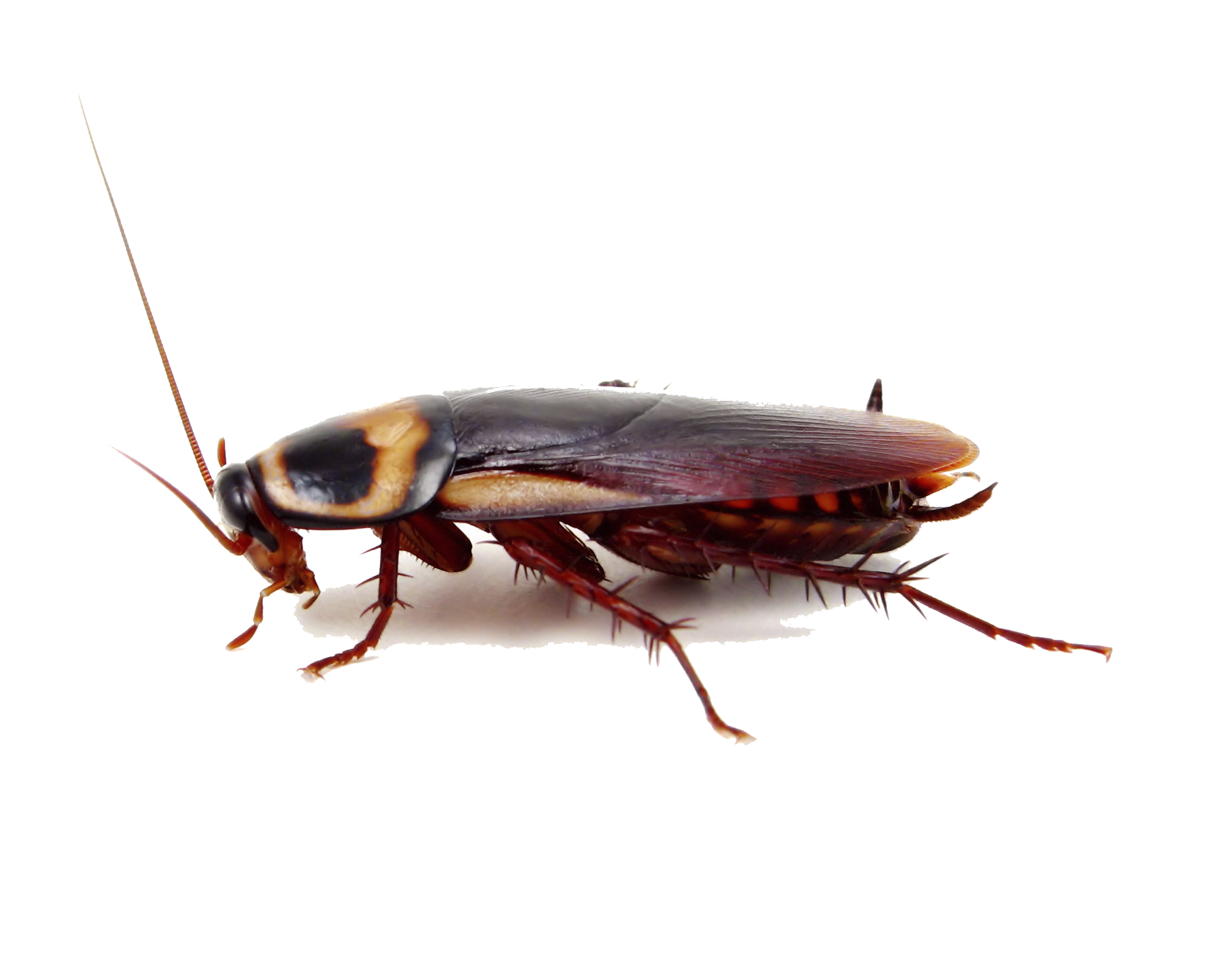 Download PNG image - Cockroach PNG Image 