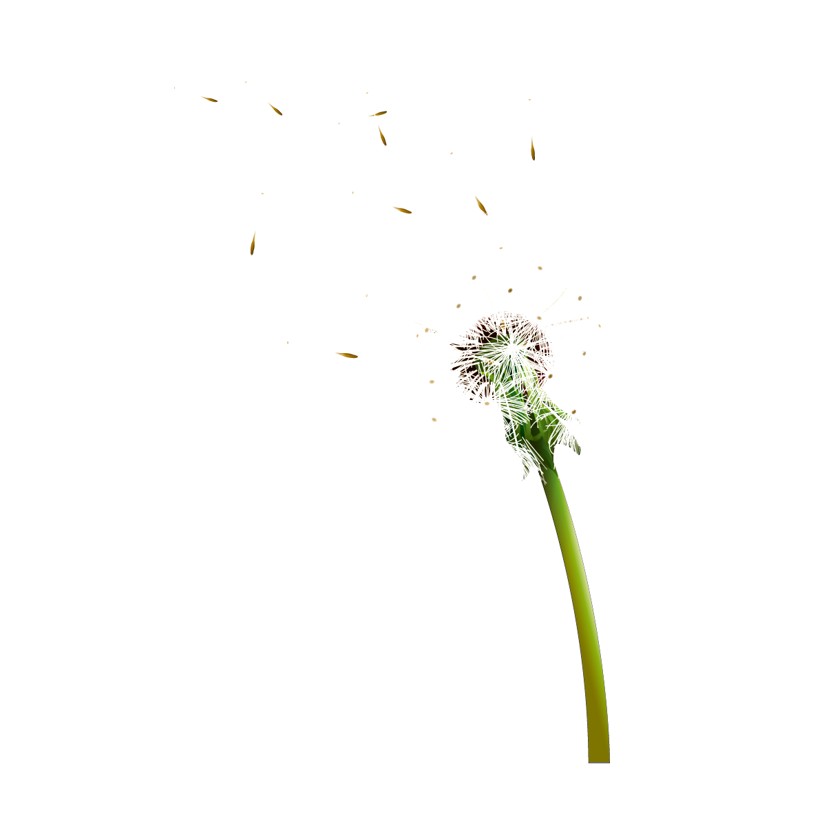 Download PNG image - Colored Dandelion Transparent Background 