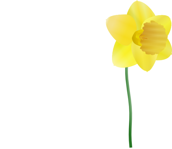 Download PNG image - Daffodil PNG Isolated Picture 