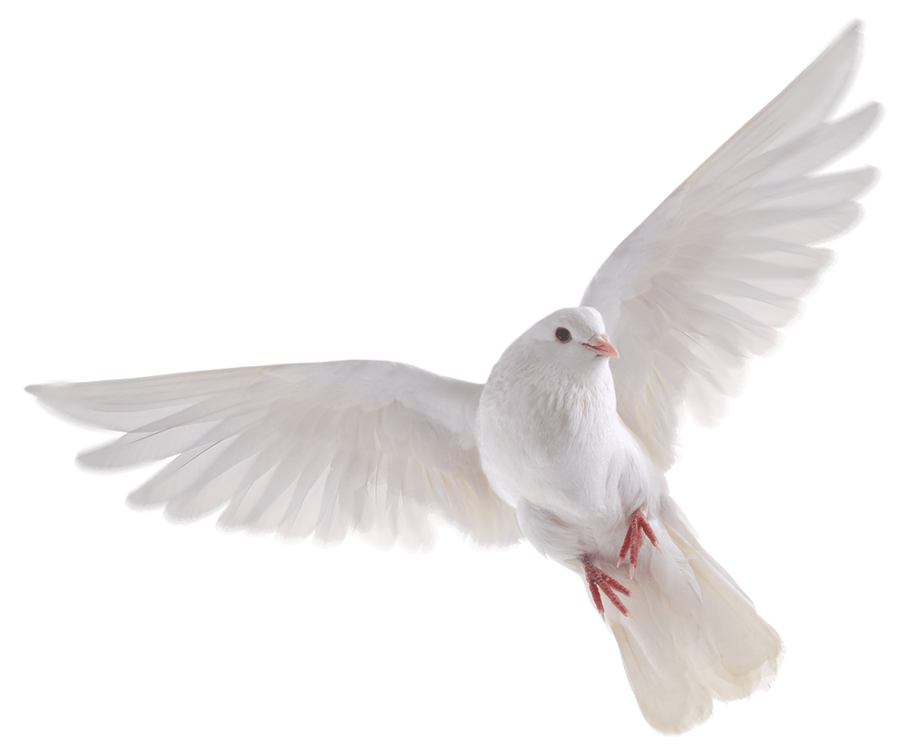 Download PNG image - Dove PNG Isolated HD 