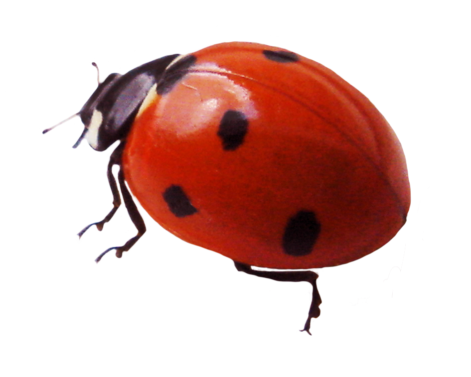 Download PNG image - Red Ladybug Insect PNG Photos 