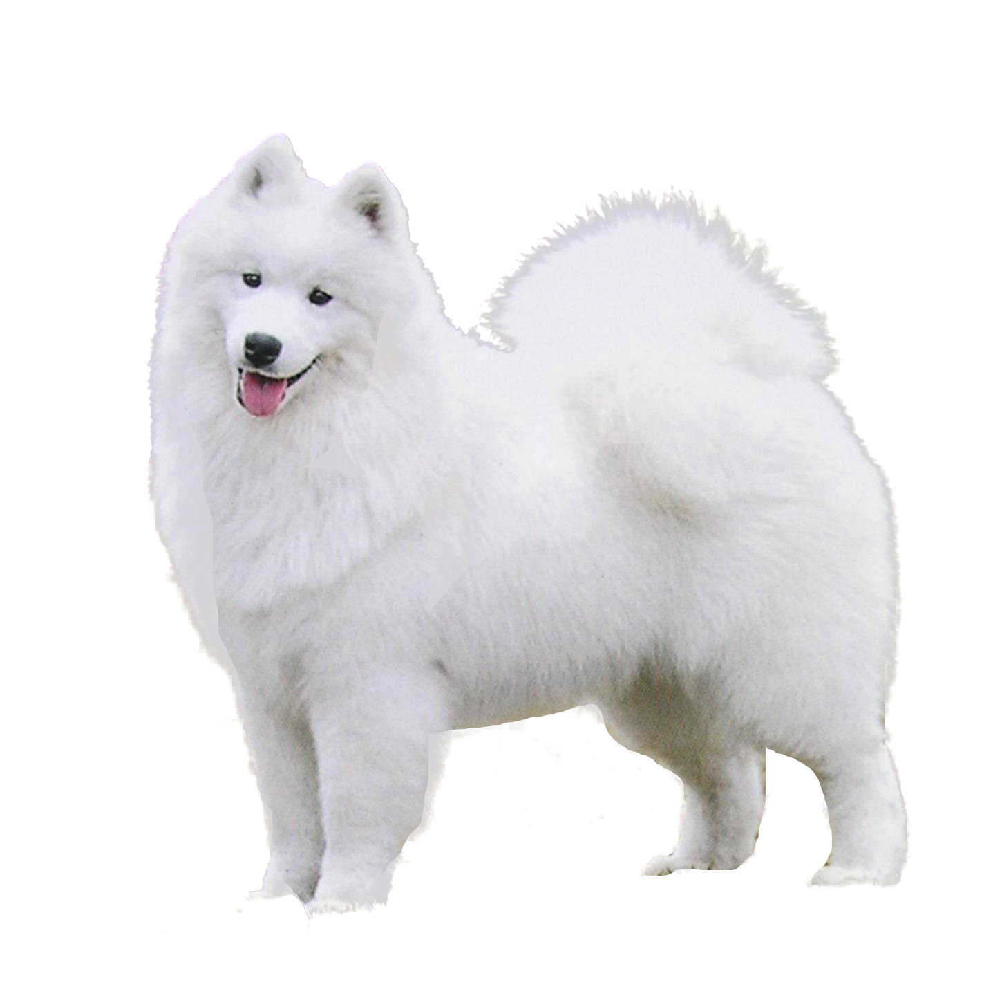 Download PNG image - Samoyed Dog Transparent PNG 