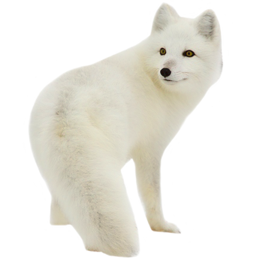 Download PNG image - Snow Arctic Fox PNG Clipart 