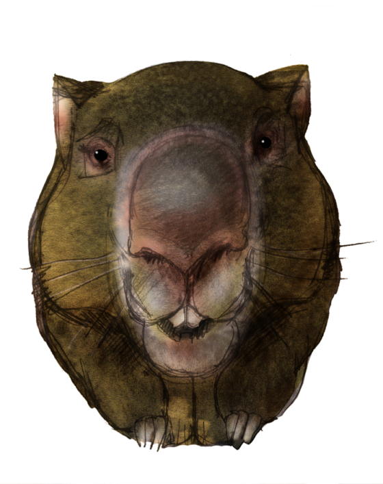Download PNG image - Wombats PNG Picture 