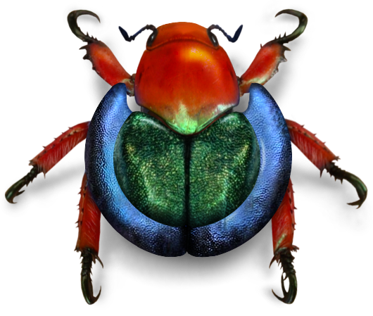 Download PNG image - Bug Beetle PNG 