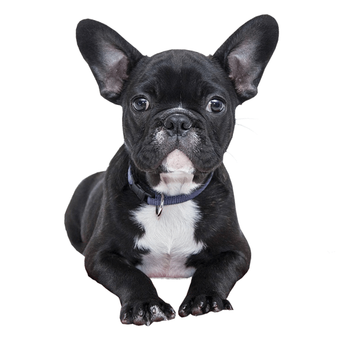 Download PNG image - French Bulldog Black Dog Transparent PNG 