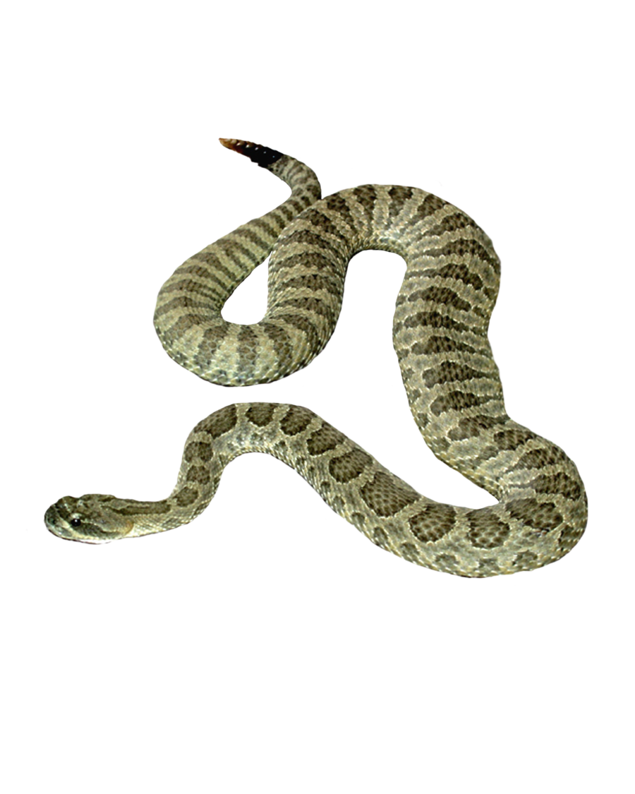 Download PNG image - Gaint Snake PNG Image 