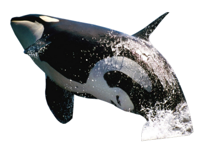 Download PNG image - Killer Whale Transparent Background 