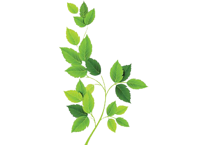 Download PNG image - Leaves PNG Isolated Pic 