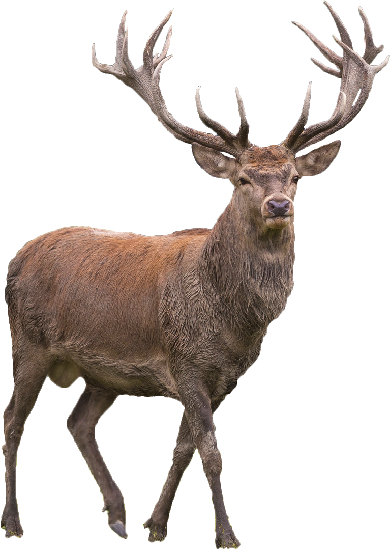 Download PNG image - Elk PNG HD Isolated 
