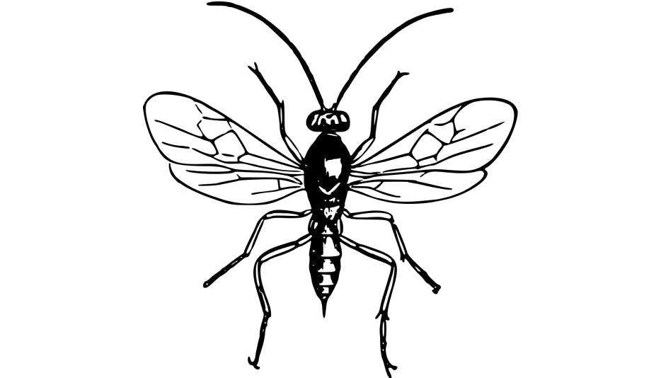 Download PNG image - Wasp Insect Transparent Background 