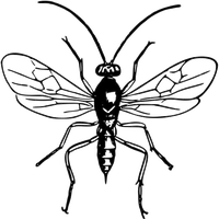 Wasp Insect Transparent Background