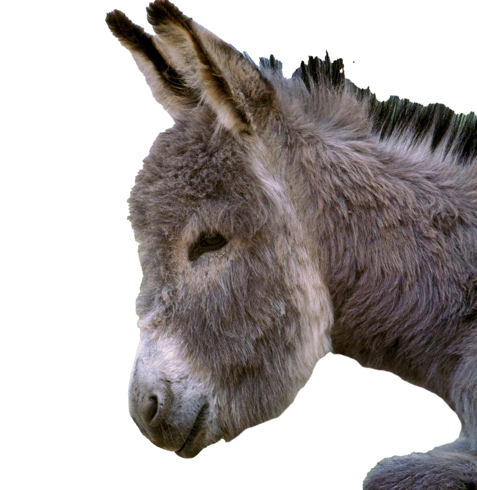 Download PNG image - Donkey PNG Pic 