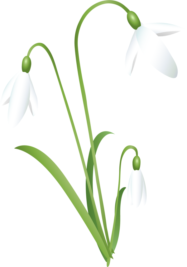 Download PNG image - Snowdrop PNG Isolated Pic 