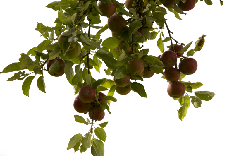 Download PNG image - Tree Branch PNG Photos 