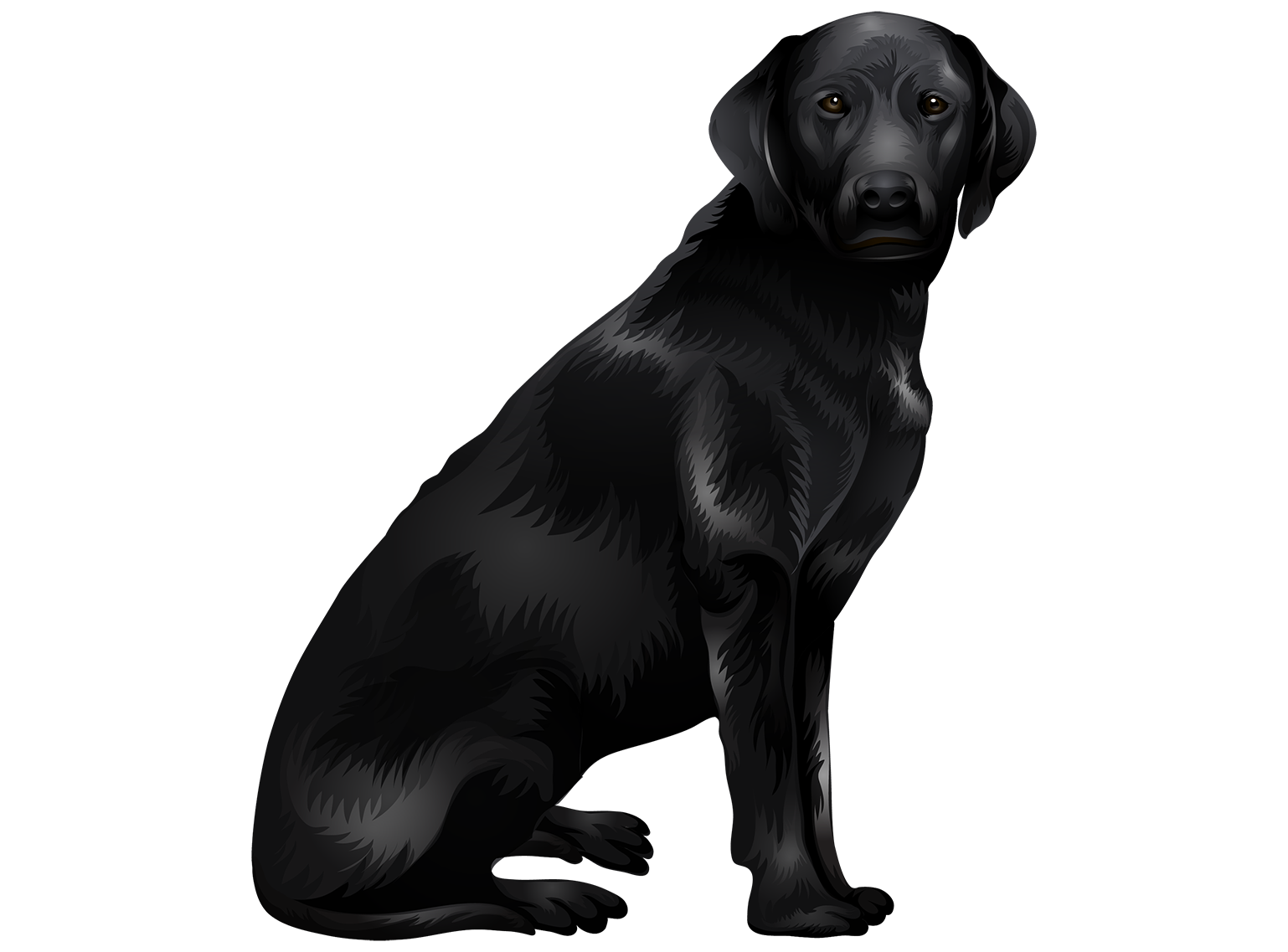 Download PNG image - Vector Black Labrador Dog Transparent PNG 