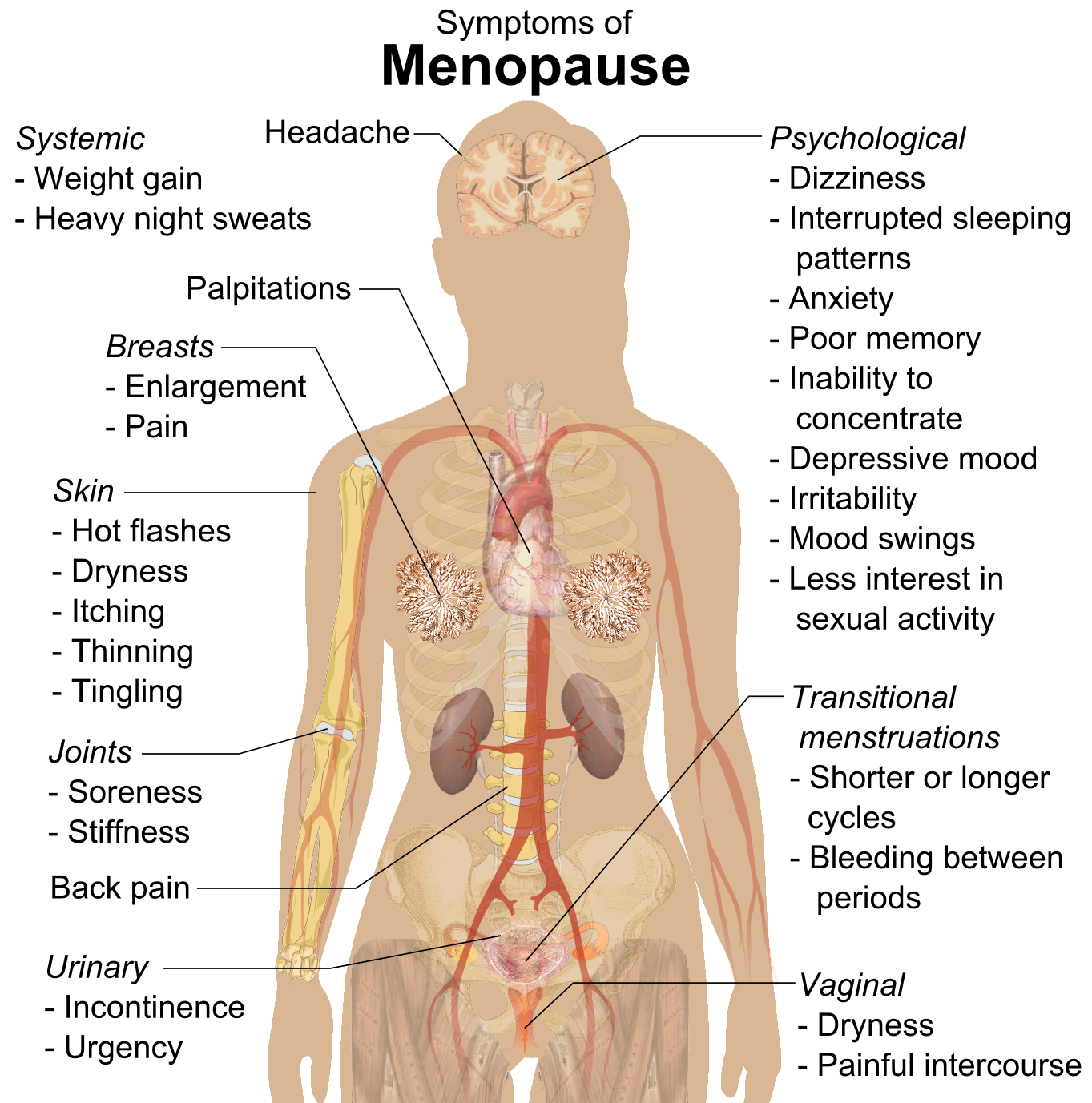 Download PNG image - Anatomy PNG Isolated Image 