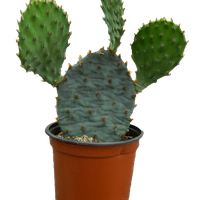 Cactus Plant PNG Photos