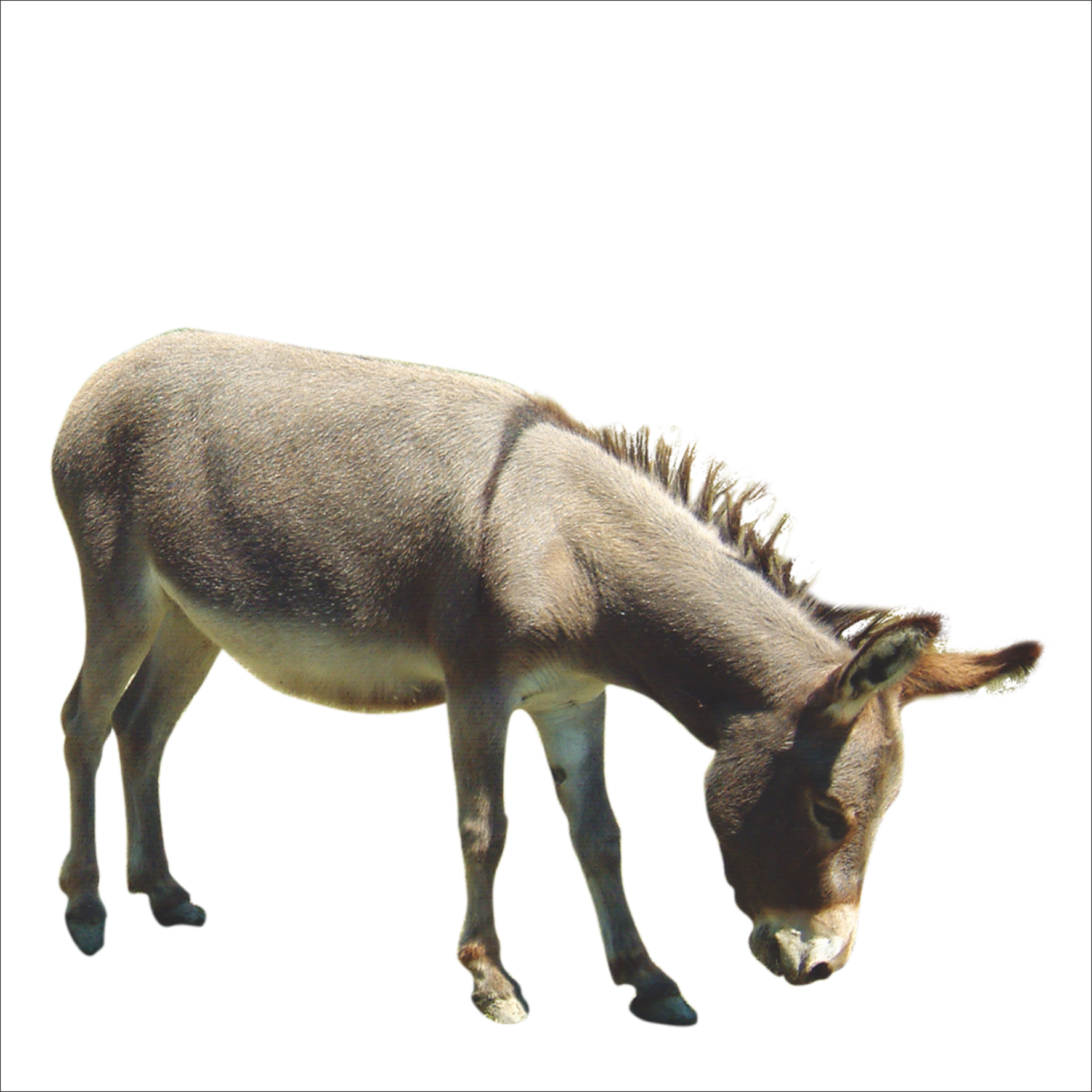 Download PNG image - Donkey Animal PNG Picture 