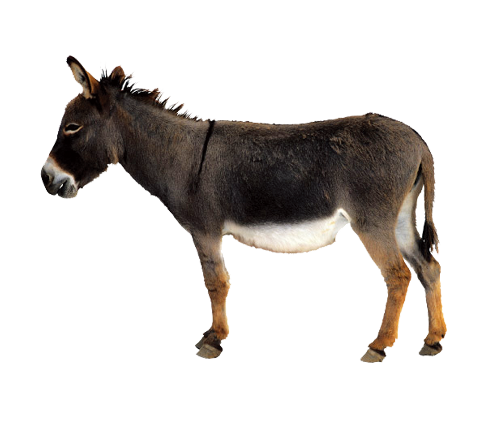 Download PNG image - Donkey Mule PNG Image 