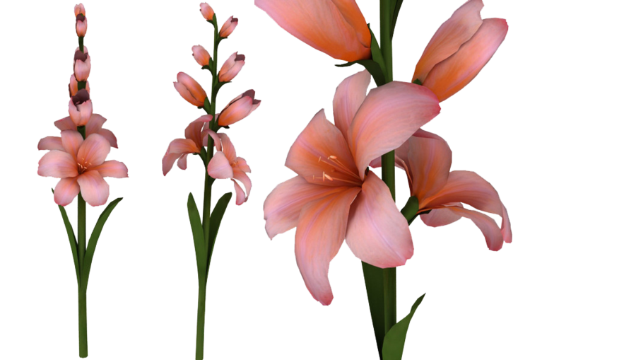 Download PNG image - Gladiolus PNG Photo 
