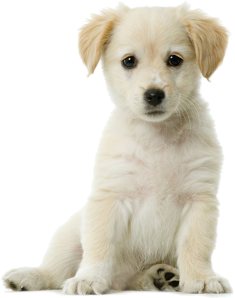 Download PNG image - Golden Retriever PNG Pic Background 