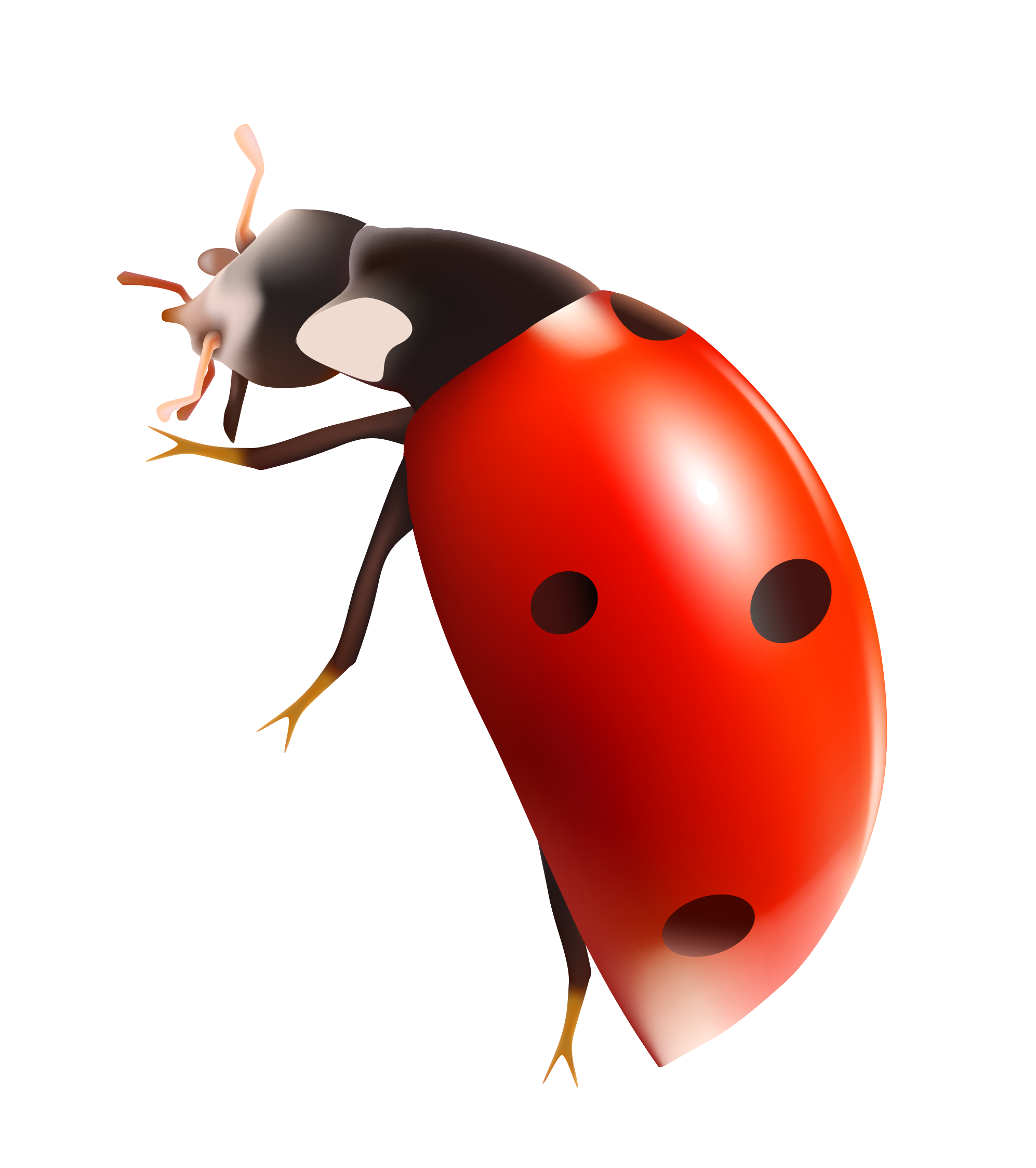 Download PNG image - Lady Bugs PNG Clipart 