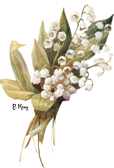 Download PNG image - Lily of The Valley PNG Free Download 
