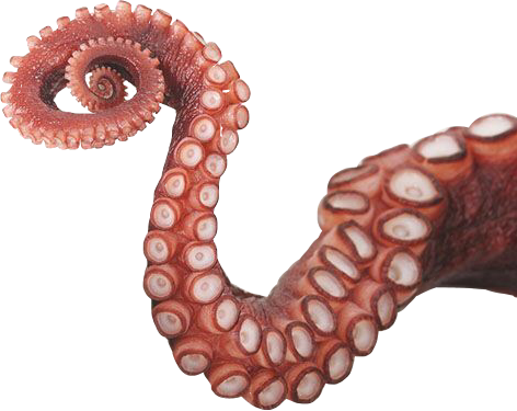 Download PNG image - Octopus Tentacles PNG Photos 