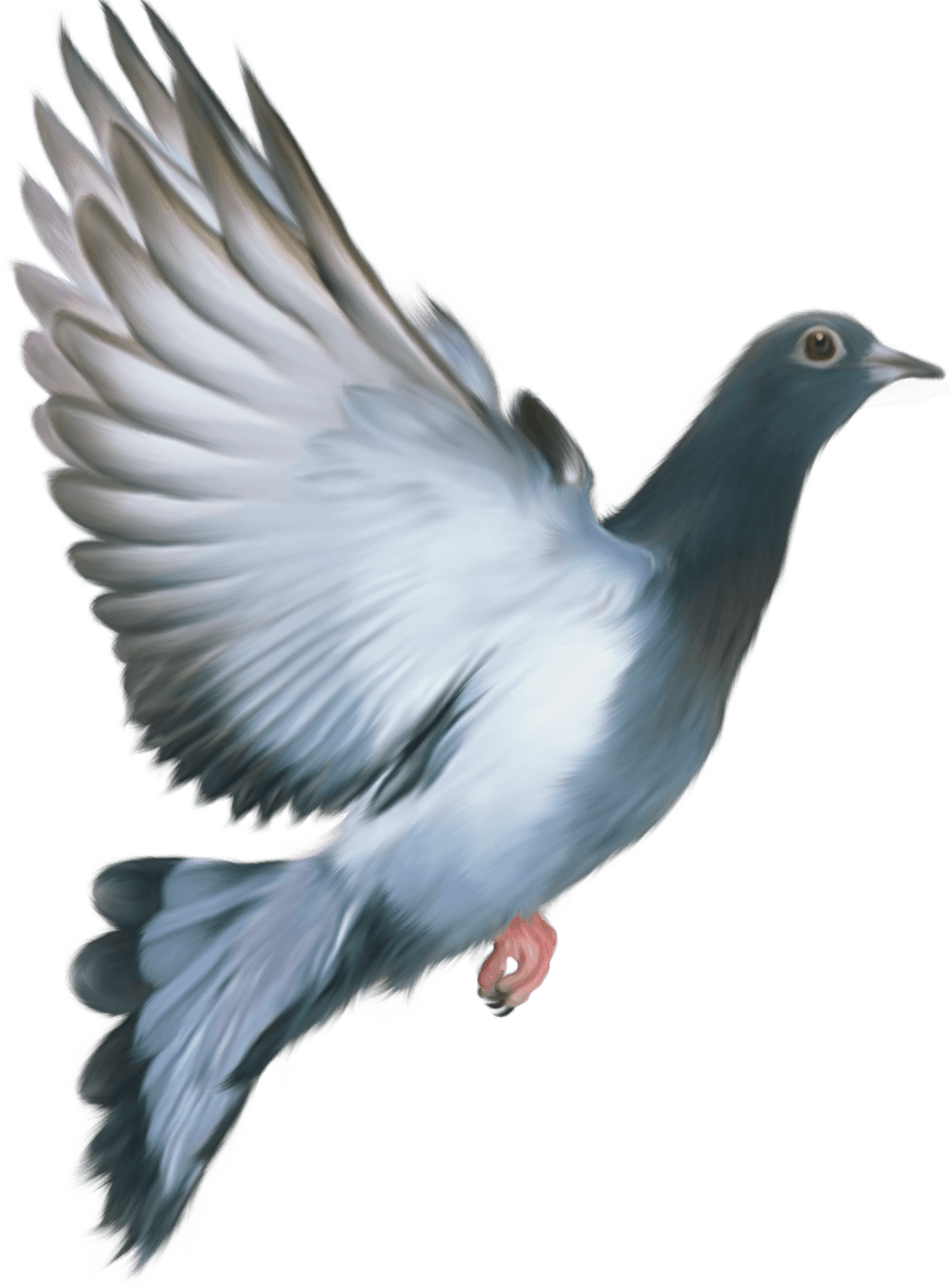 Download PNG image - Peace Pigeon PNG Photos 