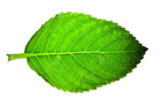 Download PNG image - Single Green Leaves Transparent PNG 