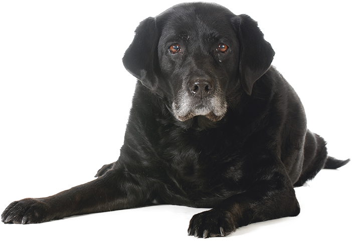 Download PNG image - Sitting Black Dog Transparent PNG 